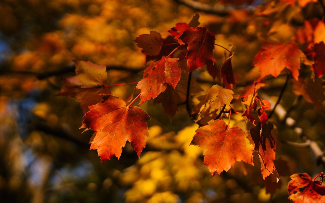 Funeral Poem – Ever by Meghan O’Rourke