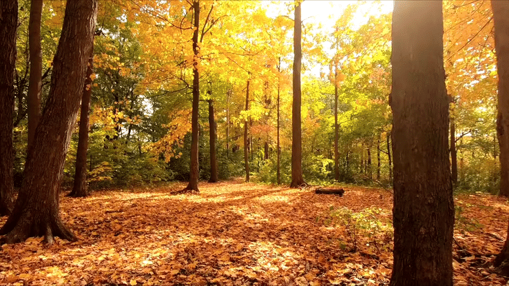 Funeral Memorial Poem – If You Had Not Been There To Love Me by Marc Lemezma